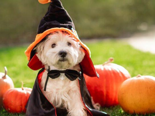 small dog in halloween costume with pumpkins